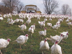 Hemlock Hill Farm turkeys
